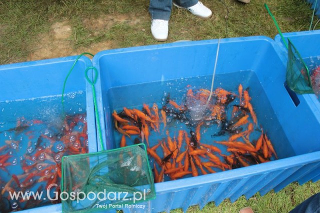 XX Targi Rolnicze Lubniewice 