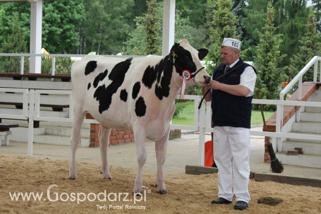 Prezentacja Championów na VII Ogólnopolskiej Wystawie Bydła Hodowlanego w Sielinku 2012 - 6