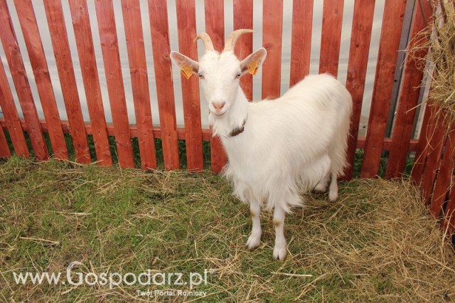 IZOO Balice dzień drugi  - 28