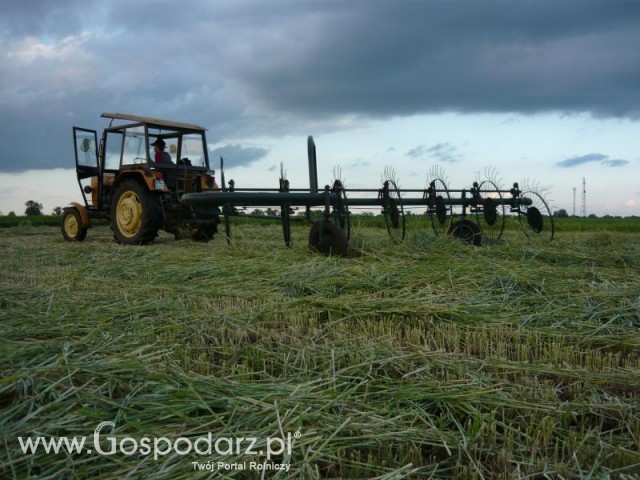 Przewracanie żyta