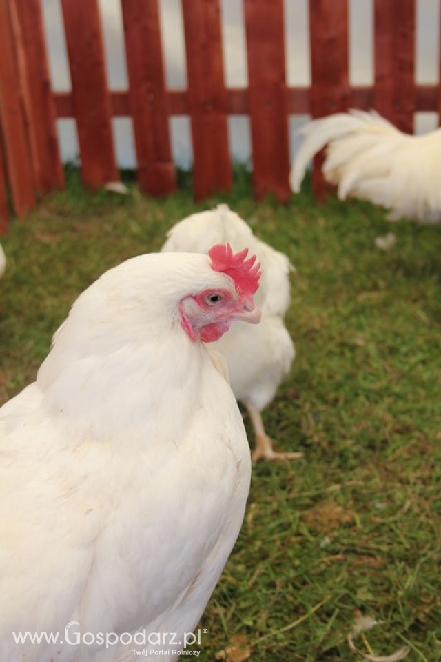 Rhode island white A-33