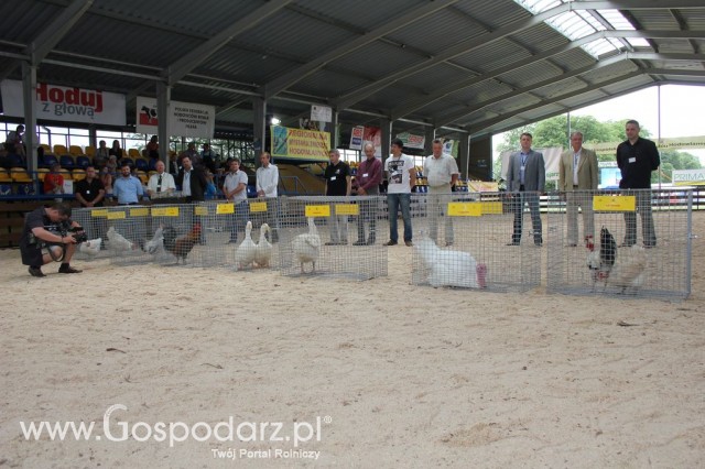 Drób - Szepietowo 2012 XIX Regionalna Wystawa Zwierząt Hodowlanych - 14