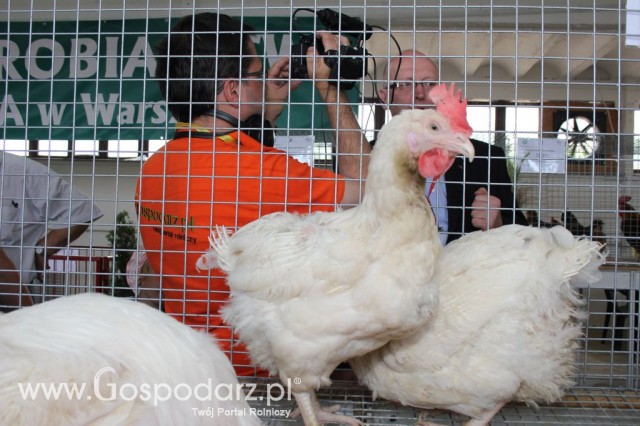 Drób - Szepietowo 2012 XIX Regionalna Wystawa Zwierząt Hodowlanych - 23
