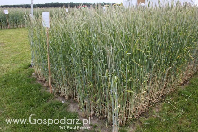 Polskie Zboża Zielone Agroshow - 9