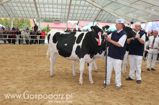 VII Ogólnopolska Wystawa Bydła Hodowlanego - 47