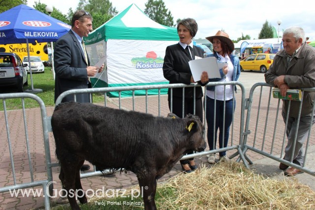 VII Ogólnopolska Wystawa Bydła Hodowlanego - 100
