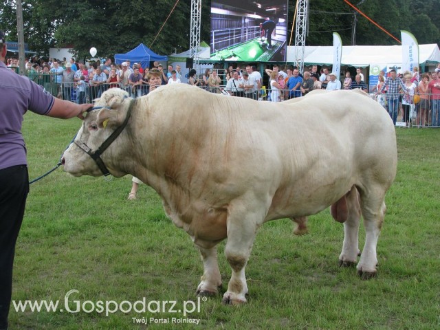 Bydło - Szepietowo 2012 XIX Regionalna Wystawa Zwierząt Hodowlanych - 53