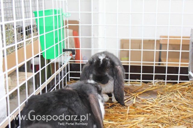 Drób - Szepietowo 2012 XIX Regionalna Wystawa Zwierząt Hodowlanych - 45