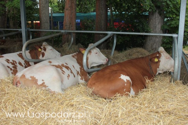 Wystawa Bydła Mlecznego