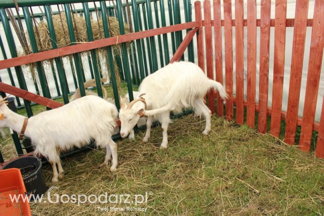 IZOO Balice dzień drugi  - 27