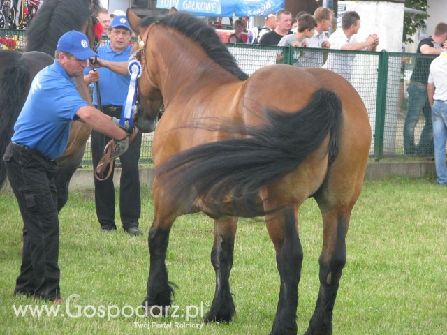 Konie - Szepietowo 2012 XIX Regionalna Wystawa Zwierząt Hodowlanych - 19