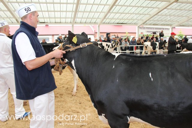 VII Ogólnopolska Wystawa Bydła Hodowlanego - 20