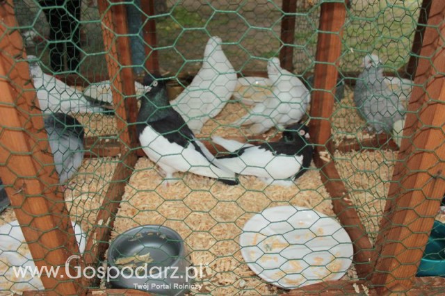 Gołębie Sroczka Marchijska