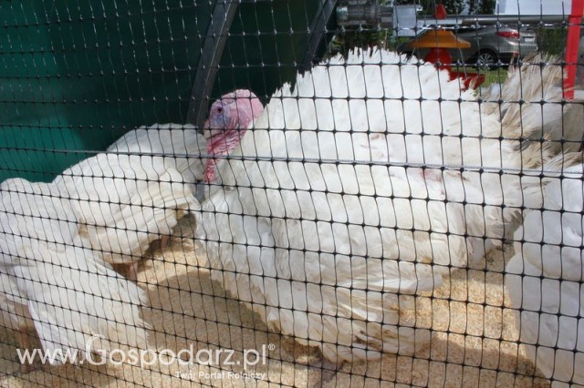 Pierwsze dni indyka w Koźminku