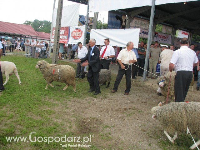 Owce - Szepietowo 2012 XIX Regionalna Wystawa Zwierząt Hodowlanych - 47