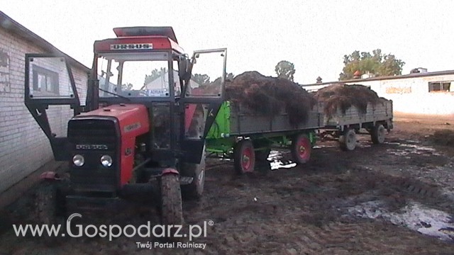 Wywóz obornika z kurników.