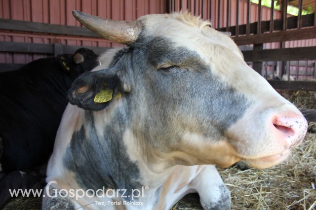 Bydło - Szepietowo 2012 XIX Regionalna Wystawa Zwierząt Hodowlanych - 21
