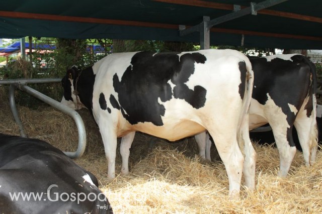 Wystawa Bydła Mlecznego