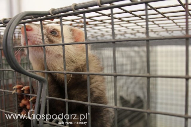 IZOO Balice dzień drugi  - 71