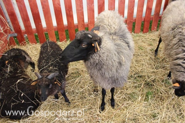 IZOO Balice dzień drugi  - 33