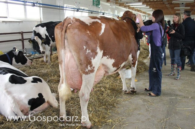 VII Ogólnopolska Wystawa Bydła Hodowlanego - 164