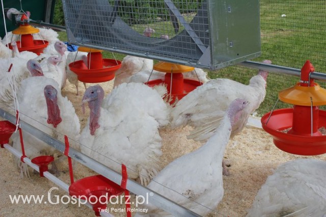 Pierwsze dni indyka w Koźminku