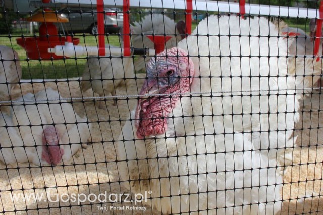 Pierwsze dni indyka w Koźminku