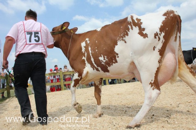 Nagordy dla superchampionów i championów  - 32