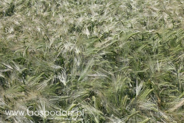 Polskie Zboża 2011 - Sobota