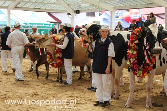 VII Ogólnopolska Wystawa Bydła Hodowlanego - 70