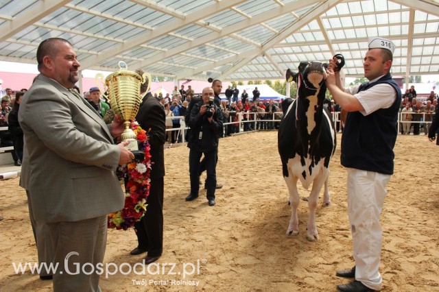VII Ogólnopolska Wystawa Bydła Hodowlanego - 11
