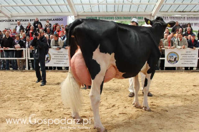 VII Ogólnopolska Wystawa Bydła Hodowlanego - 145