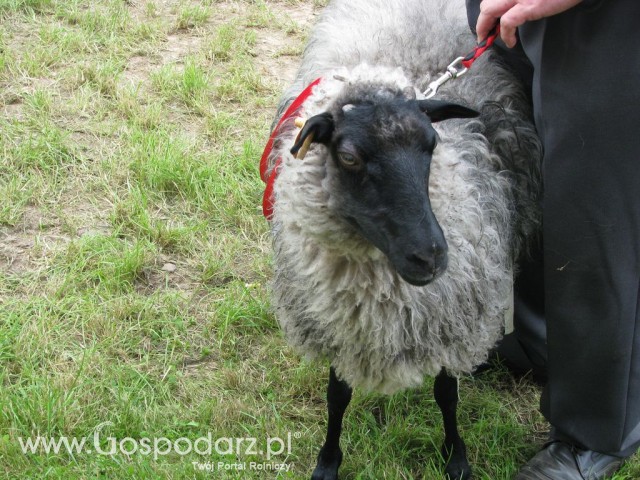 Owce - Szepietowo 2012 XIX Regionalna Wystawa Zwierząt Hodowlanych - 19