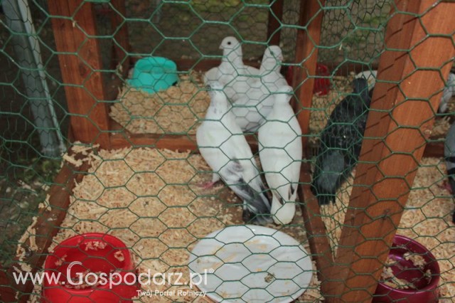 Gołębie Szek Polski