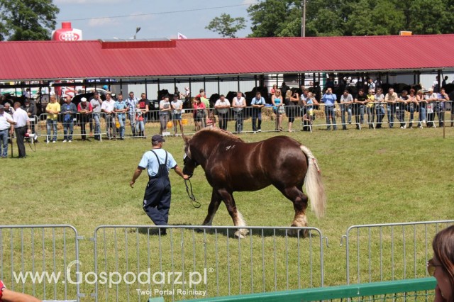 Szepietowo 2012 XIX Regionalna Wystawa Zwierząt Hodowlanych, I Ogólnopolska Wystawa Drobiu oraz Dni z Doradztwem Rolniczym - 70