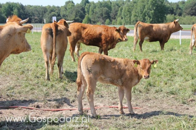 Wypas bydła zdjęcie nr 2