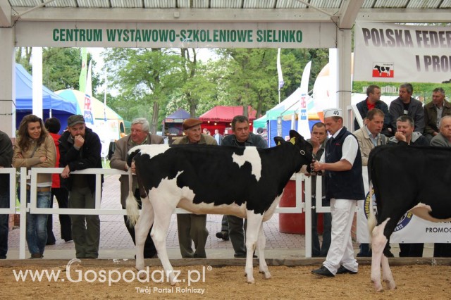 VII Ogólnopolska Wystawa Bydła Hodowlanego - 3