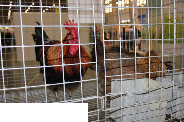 Foto reportaż z Międzynarodowych Targów Hodowli Zwierząt FARMA