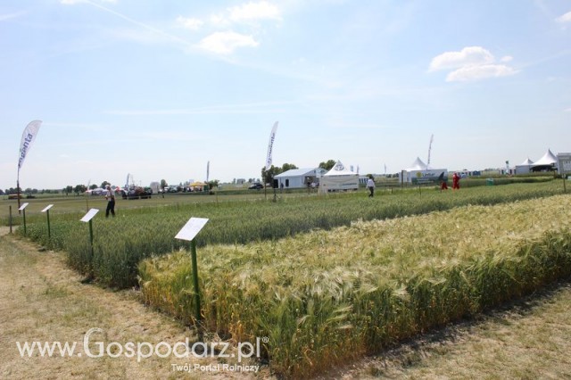 Polskie Zboża 2011 - Sobota