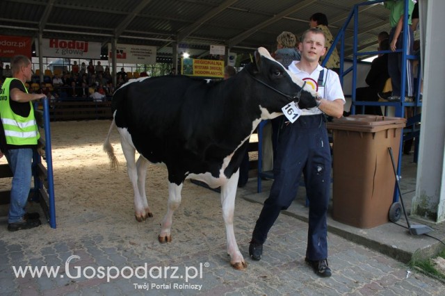 Bydło - Szepietowo 2012 XIX Regionalna Wystawa Zwierząt Hodowlanych - 75