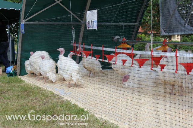 Pierwsze dni indyka w Koźminku