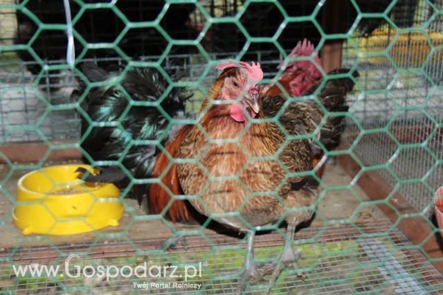 Zielononóżka Kuropatwiana