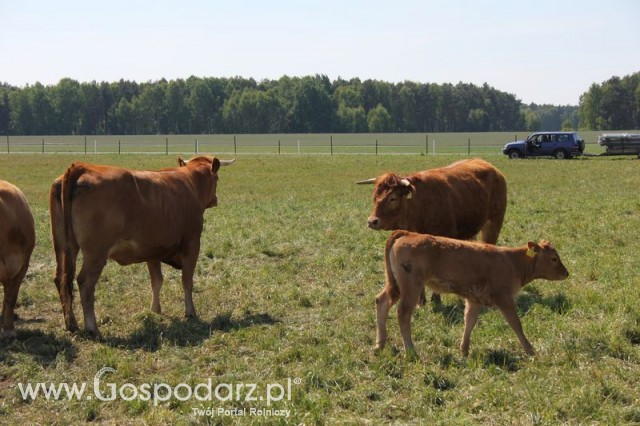 Wypas bydła zdjęcie nr 9