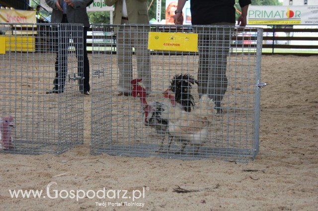 Drób - Szepietowo 2012 XIX Regionalna Wystawa Zwierząt Hodowlanych - 13