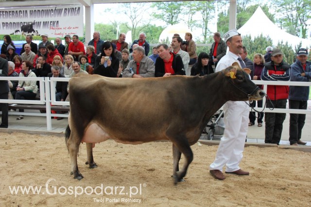 VII Ogólnopolska Wystawa Bydła Hodowlanego - 124