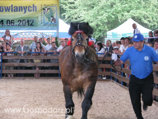 Konie - Szepietowo 2012 XIX Regionalna Wystawa Zwierząt Hodowlanych - 36