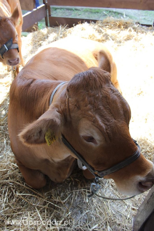 Bydło - Szepietowo 2012 XIX Regionalna Wystawa Zwierząt Hodowlanych - 30