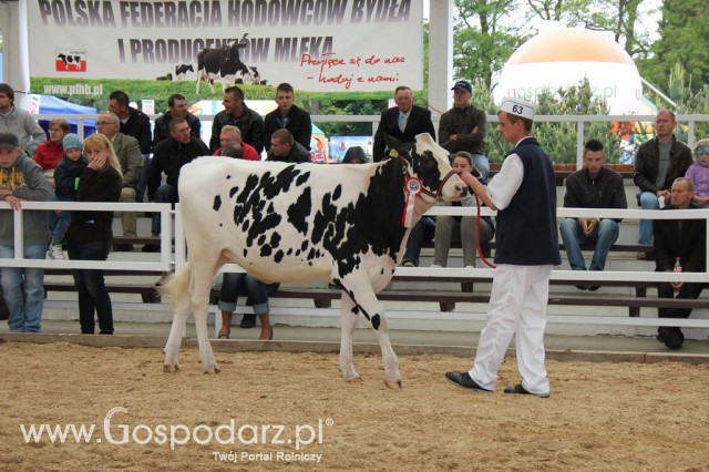 Prezentacja Championów na VII Ogólnopolskiej Wystawie Bydła Hodowlanego w Sielinku 2012 - 1