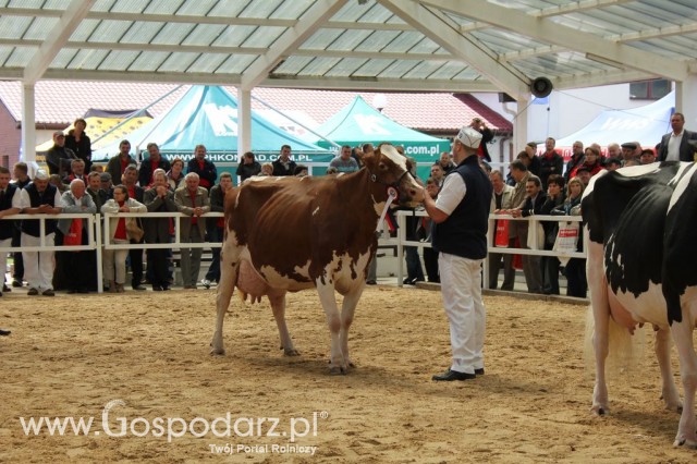 VII Ogólnopolska Wystawa Bydła Hodowlanego - 140