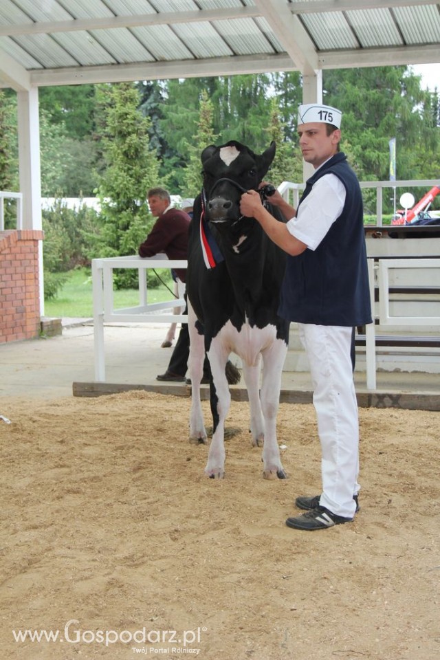 Prezentacja Championów na VII Ogólnopolskiej Wystawie Bydła Hodowlanego w Sielinku 2012 - 5